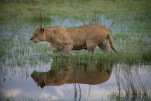 Wildlife at Duba Plains