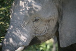 Wildlife at DumaTau