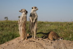 Wildlife at Kalahari