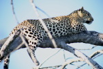 Wildlife at Kwetsani