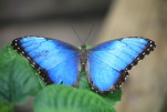 Blue Morpho