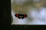 Butterfly Garden