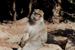 Barbary macaque