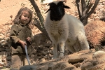 tending sheep