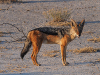 Black-backed jackal