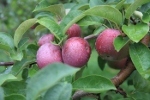 apple orchard