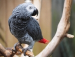 Bloedel Conservatory